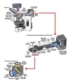 Optical Filters for Clinical Fluorescence Microscopy