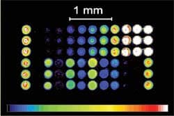 Serology Testing: Striving for the Gold Standard