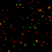 AdvanDx Gram Negative Mixed Positive QF 2