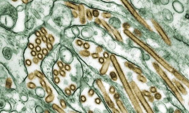 Quest Secures CDC Contracts for Testing Readiness of Avian Influenza and Oropouche Viruses