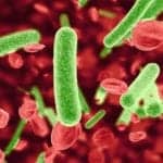 Test Detects Bacteria Directly from Positive Blood Cultures