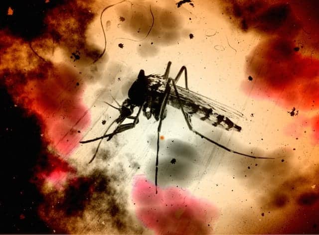 Partners Receive Funding to Develop Zika Virus Diagnostic