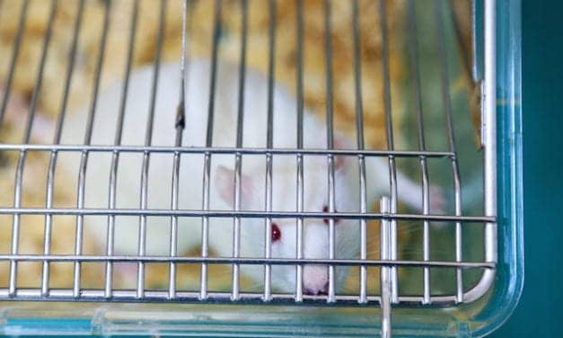 Zika Virus Fatal to Fetal Mice