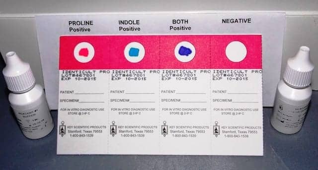 Kit Rapidly Identifies Clostridium Difficile in Stool Cultures