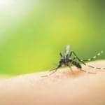 Dengue Virus Antigen Aids in Vaccine Development