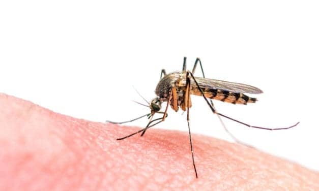 FDA Continues EUA Allowances for Zika Diagnostics