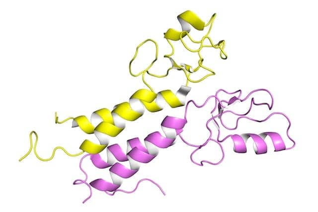 Study Discovers Path to Drug Resistance in BRCA 1/2-Mutant Tumors
