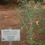 Botanical Supplement Disrupts Anti-TB Drug, Can Lead to Development of Disease
