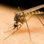 Siemens Nets Funding for Zika Test