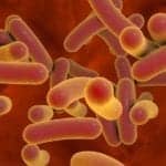 Drive-thru Type Test to Detect Viral Infections in Bacteria
