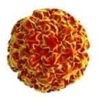 Cobas HPV Test Earns FDA Nod for Use with SurePath Preservative Fluid