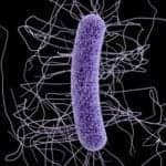 The Toxin Trouble with C. difficile