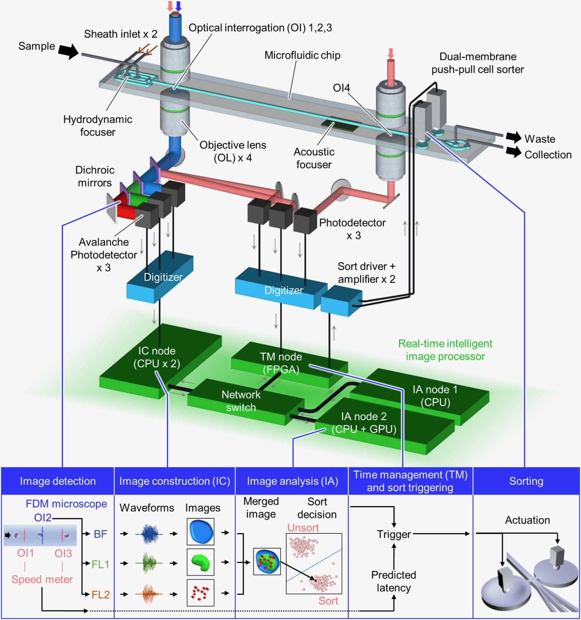 Cell sorting machine