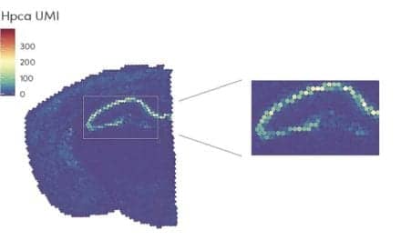 10x Genomics Introduces Visium Spatial Gene Expression Solution