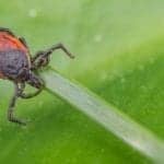 New York State Approves Immunoblot Tests for Tick-Borne Relapsing Fever
