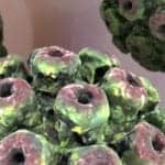 Roche Launches Cobas BKV and EBV Tests for Transplant Patients