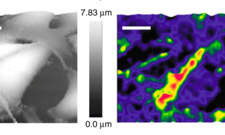 Improved pH Probes May Aid in Monitoring Cancer