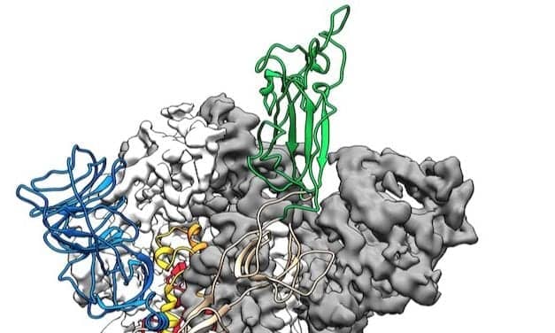 NIH Scientists Identify Atomic Structure of Novel Coronavirus Protein
