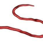 Bioaster and Mologic Share Grant to Develop Rapid Diagnostic for Onchocerciasis