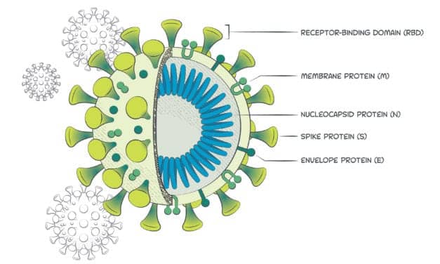 Beckman Coulter’s SARS-CoV-2 IgG Antibody Test Receives FDA EUA