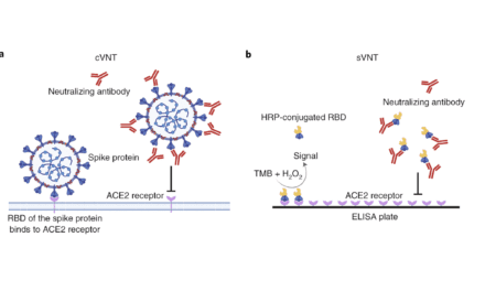 Study: New Covid-19 Serological Test Fast, Effective