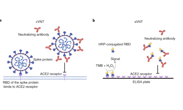 Study: New Covid-19 Serological Test Fast, Effective