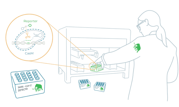 Mammoth, Agilent Partner on High-Throughput CRISPR-Based Covid-19 Test