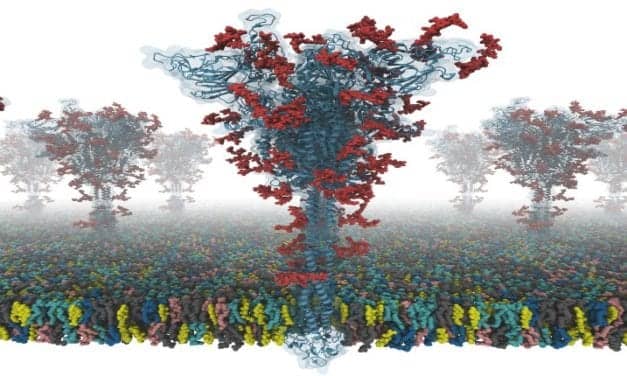 First Open Source All-Atom Models of Full-Length Covid-19 ‘S’ Protein