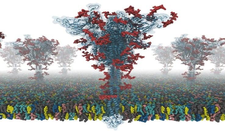 First Open Source All-Atom Models of Full-Length Covid-19 ‘S’ Protein