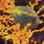 Whole Pathogen Multiplex Controls to Support Testing for Cold, Cough, and Covid-19