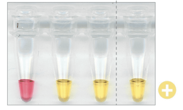 LAMP Assay Detects Covid-19 in 30 Minutes