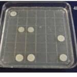 Santa Fe BioLabs Granted Patent for Identification System of Viable Candida auris