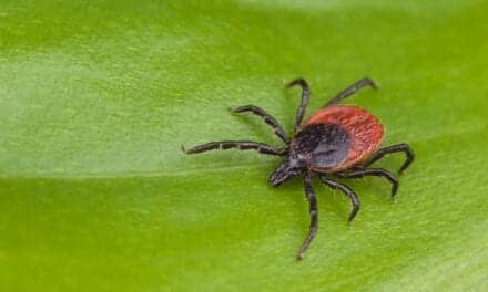 New Virus Discovered in Swiss Ticks