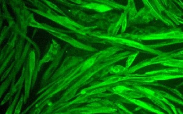 Amsbio Launches Human iPSC-derived Cells, Kits, and Services