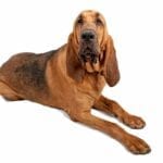 How Dogs Detect COVID More Accurately than Conventional Tech
