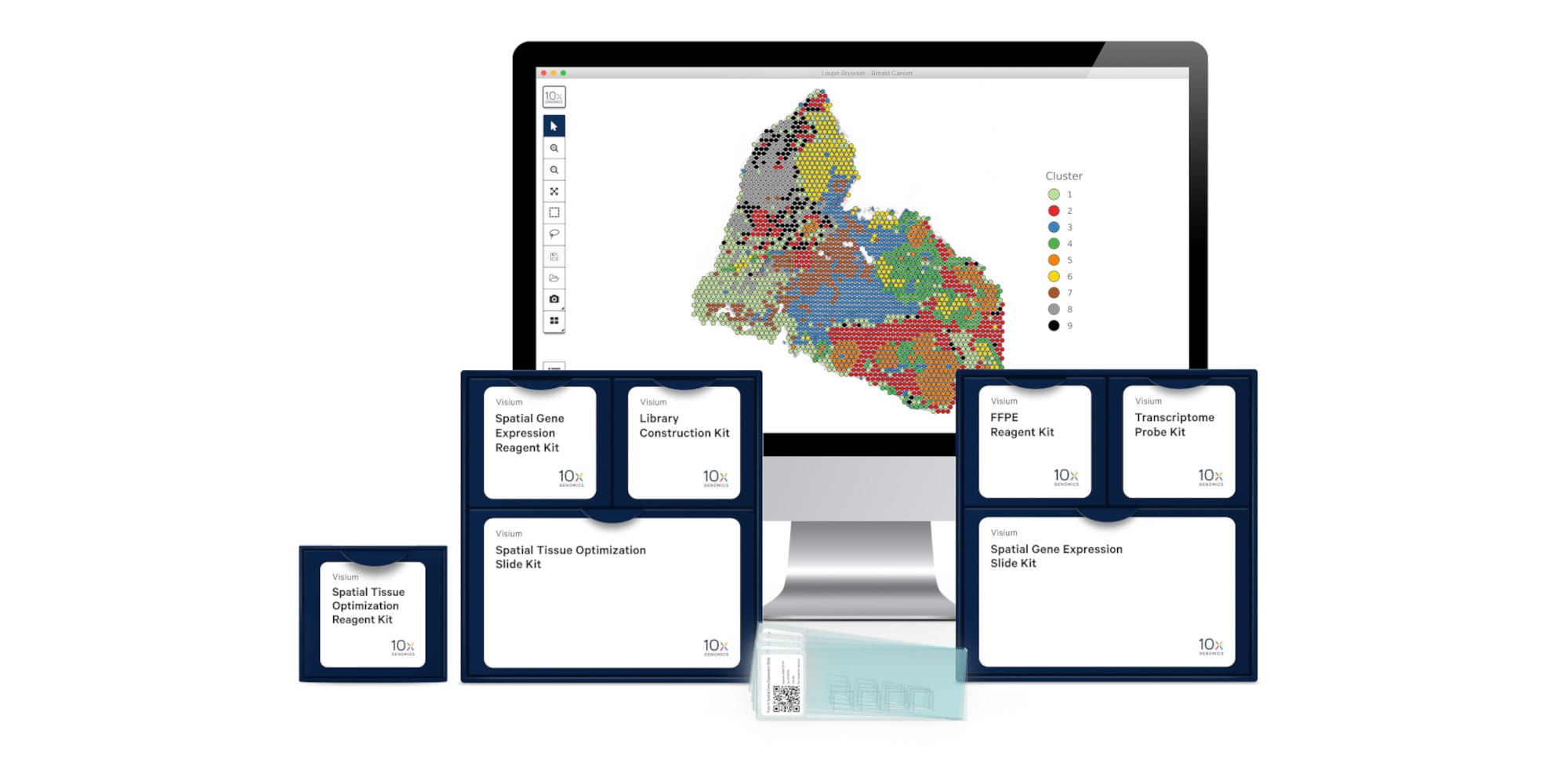 10x Genomics Assay Unlocks Whole Transcriptome Analysis in FFPE Tissues