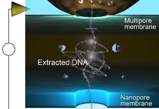 Method for In Situ Extraction and Detection of DNA Developed