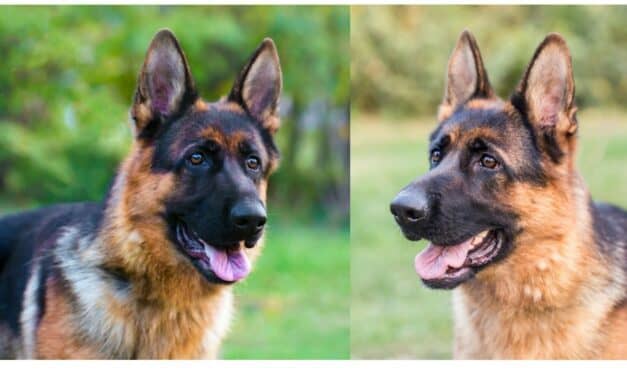 Canines Are Top Dogs vs. Technology in Detecting Prostate Cancer
