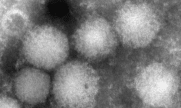 Japanese Scientists Identify New Infectious Nairovirus