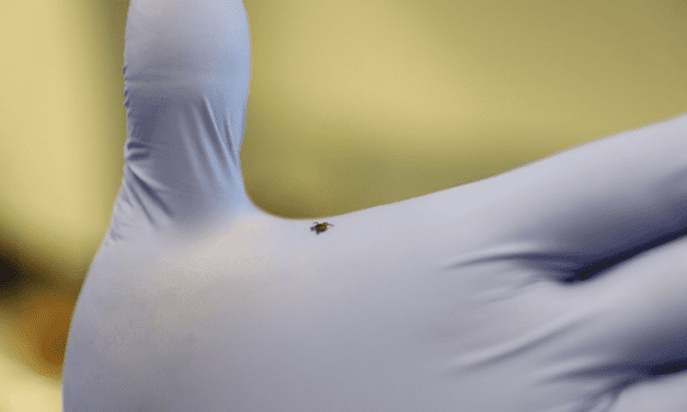 New Bacterium Discovery May Improve Diagnosis of Lyme Disease