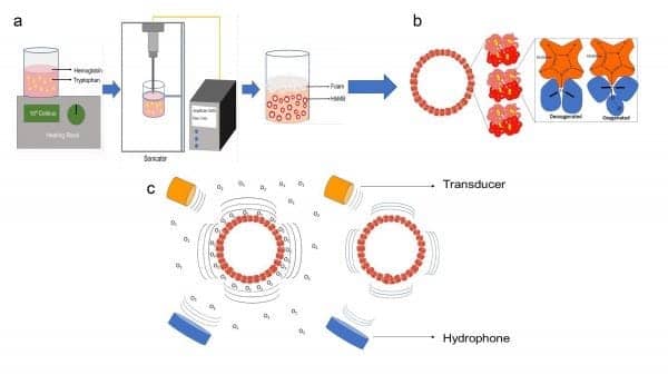 Circulating Microbubbles Can Measure Blood Oxygen Levels