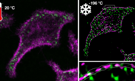 Fluorescence Microscopy Cell Observation Challenges Quashed by Fast Cooling Method