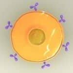 Foresight Diagnostics’ ctDNA Liquid Biopsy Platform Streamlines Treatment of B-Cell Lymphoma