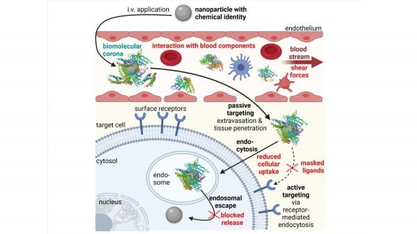 How Predictive In Vitro Assays May Improve Nanomedicine