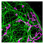 Biotium Launches Optimized Antibody Labeling Kits for STORM Super-Resolution Microscopy