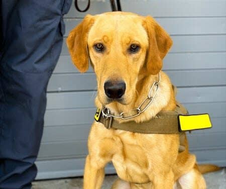 K9s at Center of New National COVID Screening Program