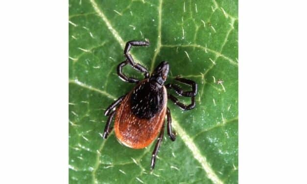 New Test May Diagnose Lyme Disease More Effectively