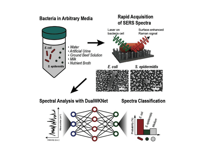 New Machine Learning Technique Identifies Different Bacteria in Seconds