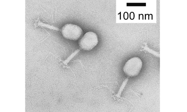 Non-Radioactive, Neutral Reagent Reveals Viruses in Clear Detail