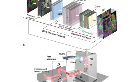 Deep Learning Autofluorescence-Harmonic Microscopy Overcomes Field of View Limitations